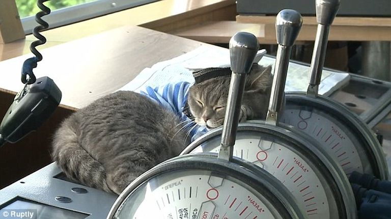 Ez a macska egy hajó kapitánya