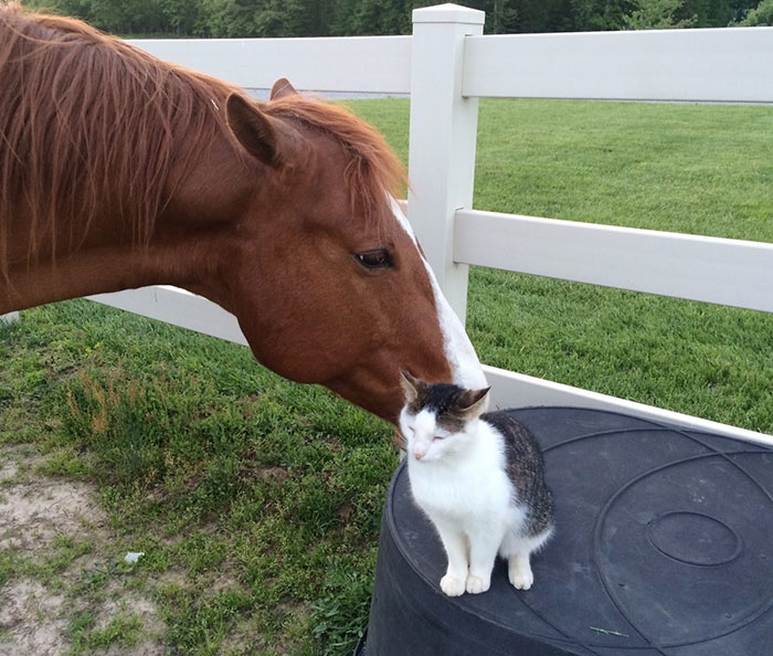 Születése óta lóval barátkozik a cica - cuki fotók