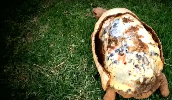 3D nyomtatott páncélt kapott a mentett teknős