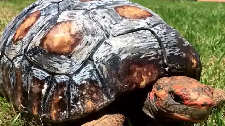 3D nyomtatott páncélt kapott a mentett teknős