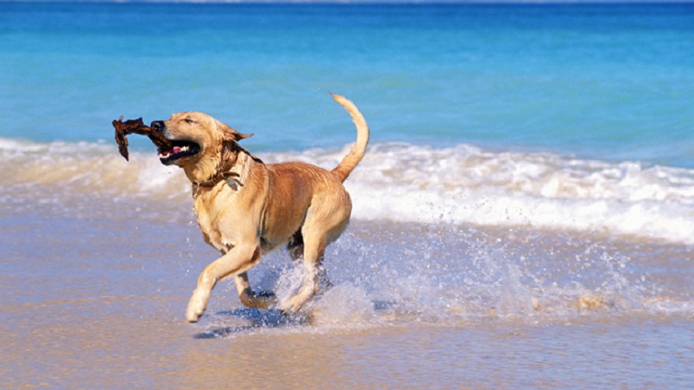4 tipp, amit tarts észben, ha a kutyáddal mész strandolni