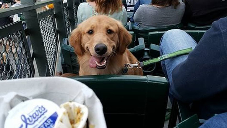 Az éhes kutyát egyáltalán nem érdekli a meccs
