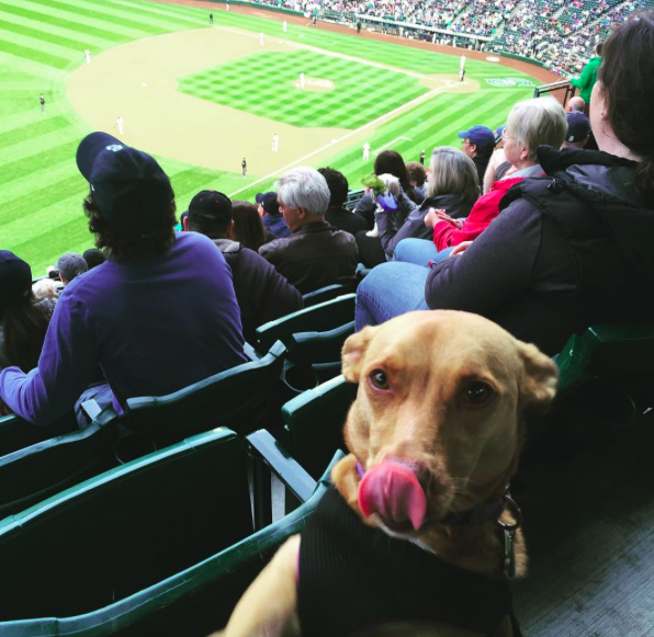 Az éhes kutyát egyáltalán nem érdekli a meccs