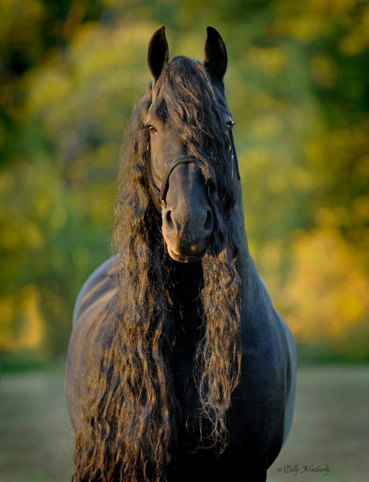 A világ leggyönyörűbb sörényű lovára te is féltékeny leszel - fotók