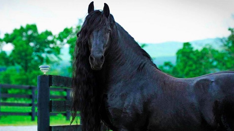 A világ leggyönyörűbb sörényű lovára te is féltékeny leszel - fotók