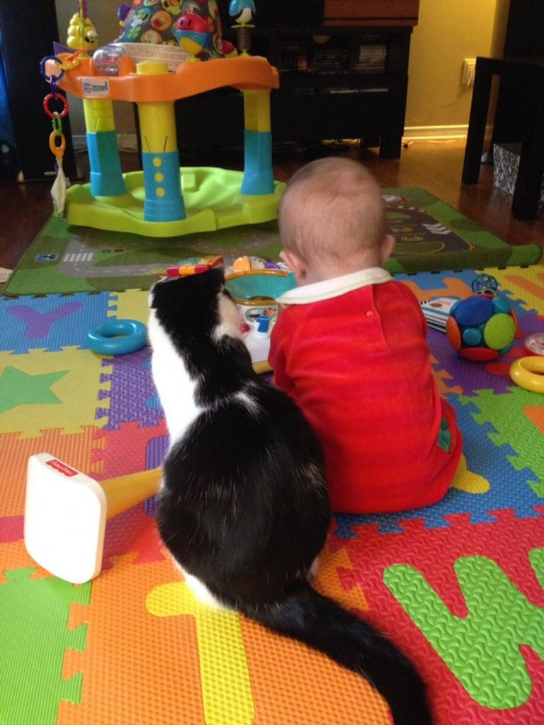 Képes bizonyítékok arra, hogy a gyerek mellé kell macska