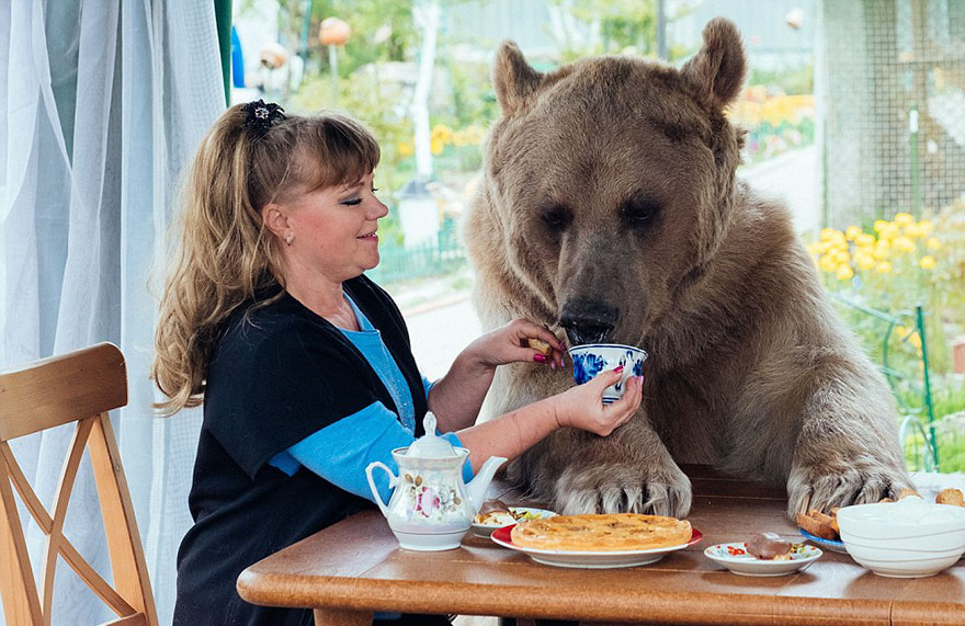 Még házimunkát is végez az orosz családdal élő medve