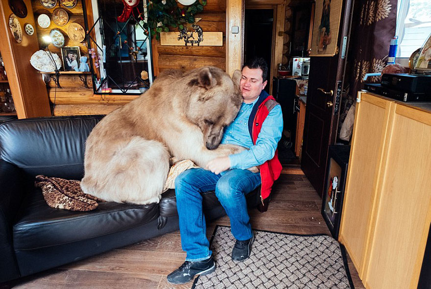 Még házimunkát is végez az orosz családdal élő medve