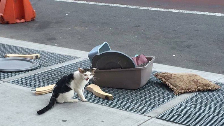 Az almosdobozával együtt dobta utcára macskáját - jószívű járókelő fogadta be 