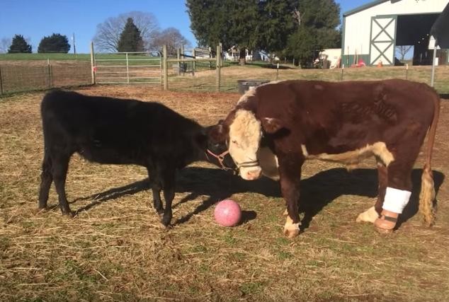 Első látásra egymásba szerettek a megmentett tehenek - videó