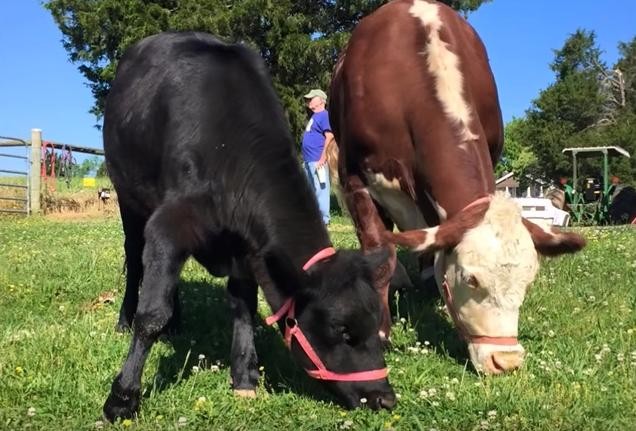 Első látásra egymásba szerettek a megmentett tehenek - videó
