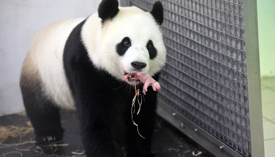 Cuki fotók: szülés után ledőlt pihenni a pandamama