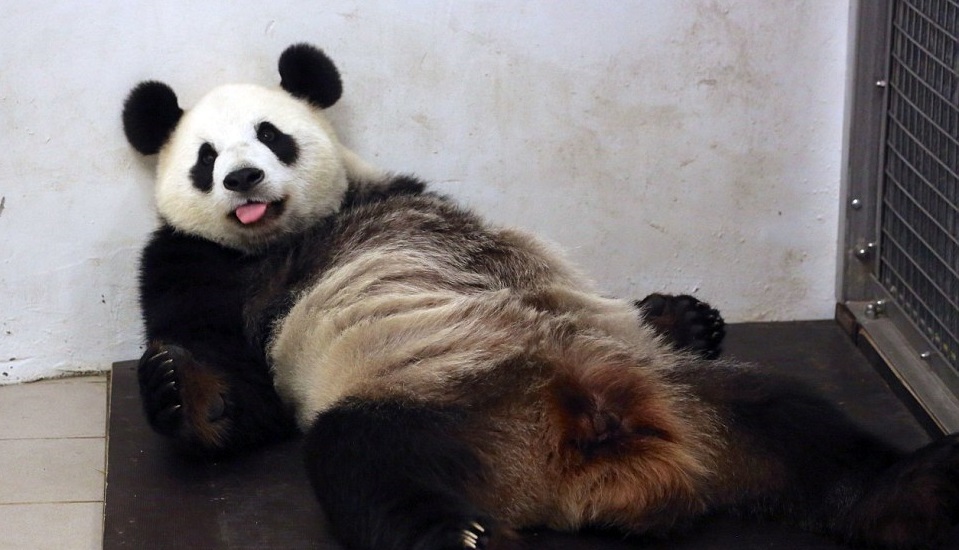 Cuki fotók: szülés után ledőlt pihenni a pandamama