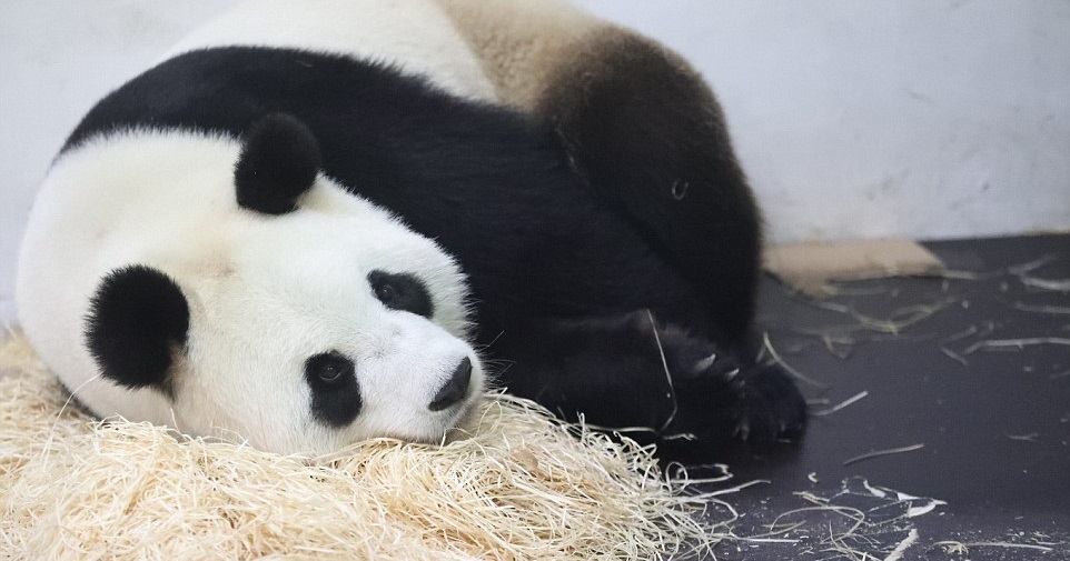 Cuki fotók: szülés után ledőlt pihenni a pandamama