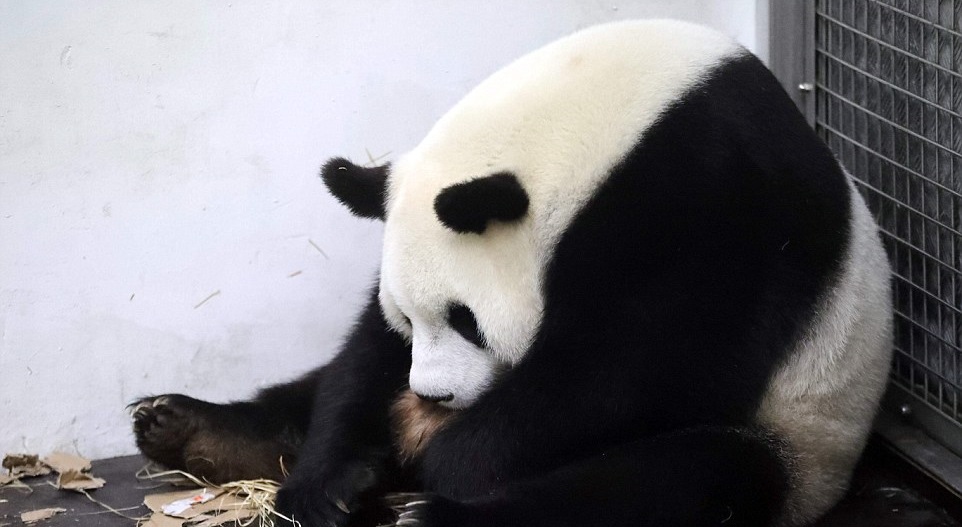 Cuki fotók: szülés után ledőlt pihenni a pandamama