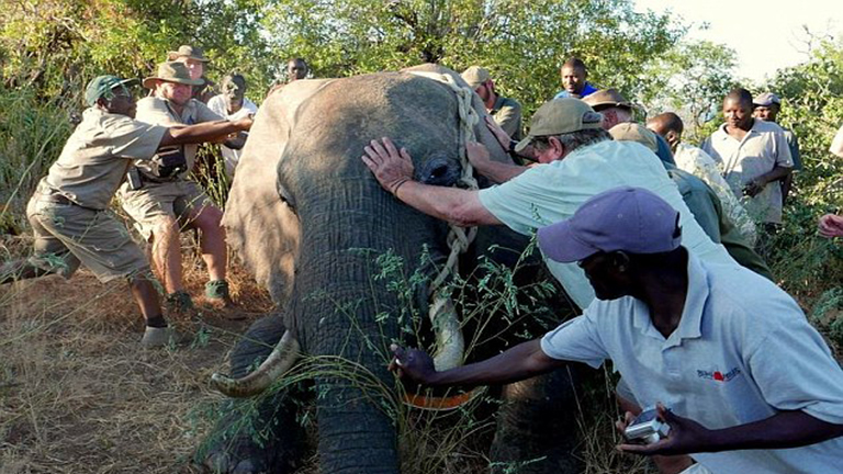 Emberektől kért segítséget a súlyosan megsérült elefánt