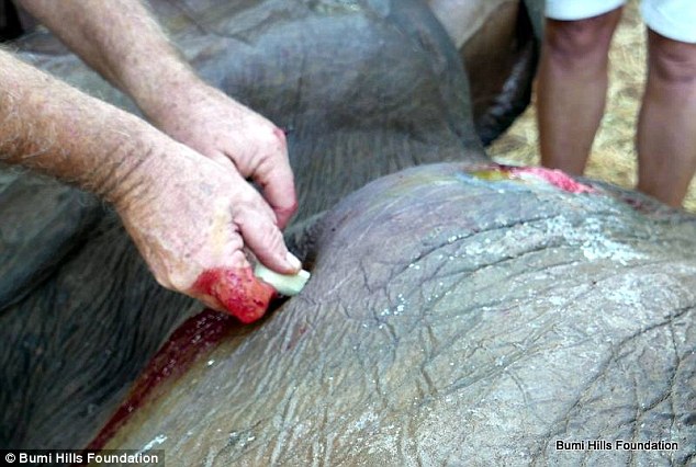 Emberektől kért segítséget a súlyosan megsérült elefánt