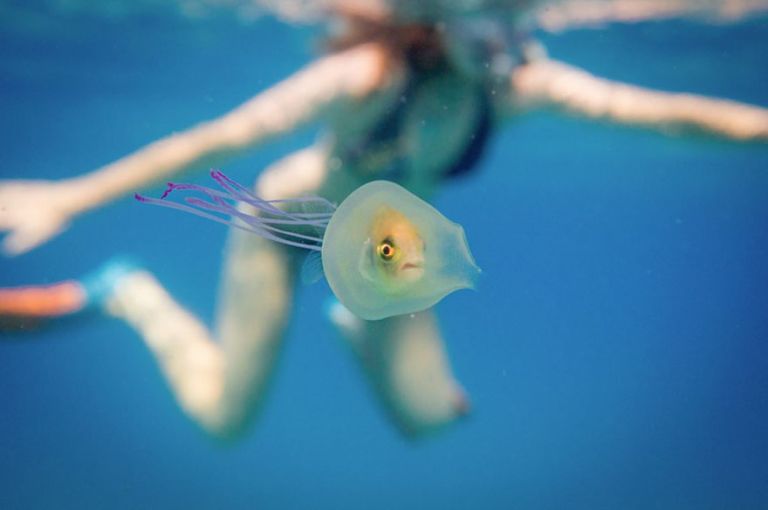 Ez a hal csapdába esett egy medúzában