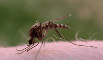 Durva szúnyoginvázió - katasztrófális a helyzet Szigetközben