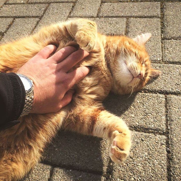 Minden áldott nap visszatér az egyetemre egy cica, hogy kedvességgel segítse a stresszes hallgatókat 