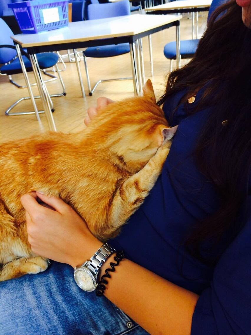 Minden áldott nap visszatér az egyetemre egy cica, hogy kedvességgel segítse a stresszes hallgatókat 