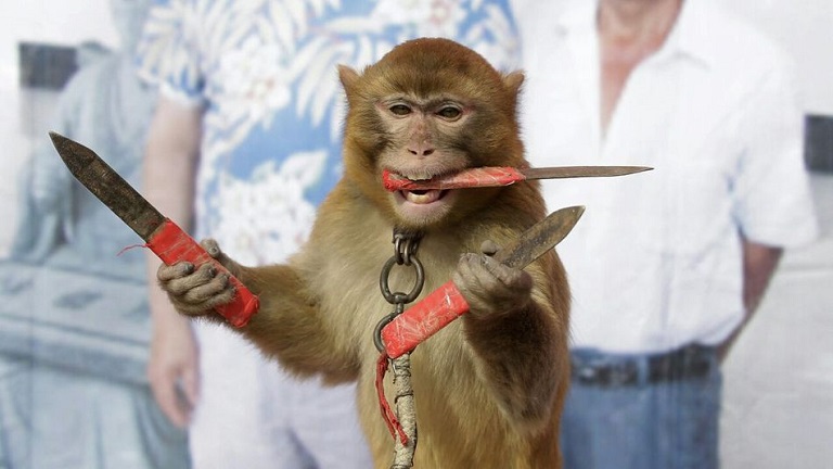 A késsel hadonászó majom meghódított az internetet - vicces fotók