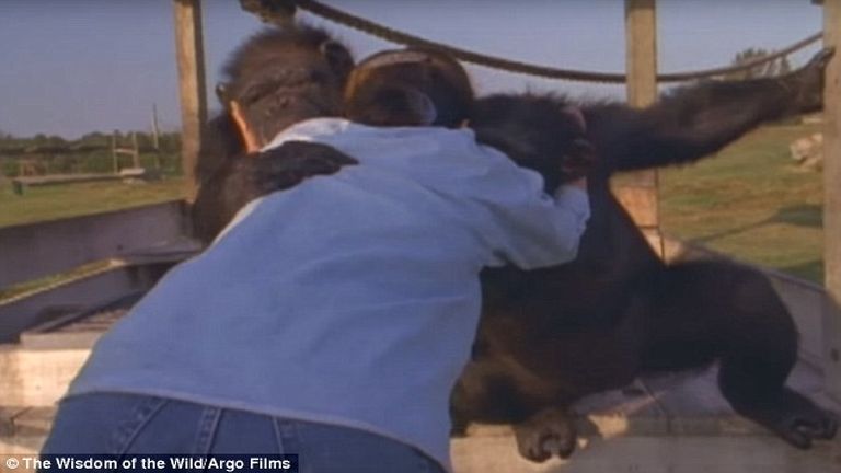 Évtizedek után is megismerték szabadítójukat a csimpánzok