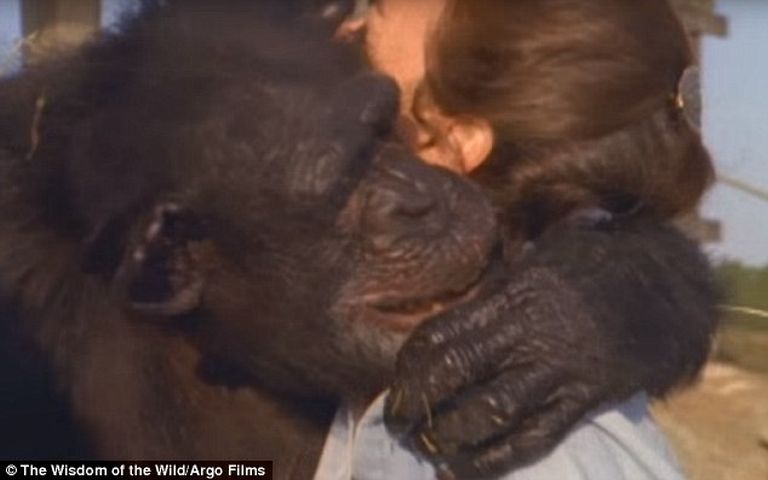 Évtizedek után is megismerték szabadítójukat a csimpánzok