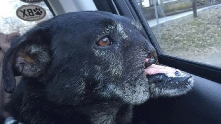 Az orr nélküli kutya még mindig várja, hogy szeressék - sokkoló fotók
