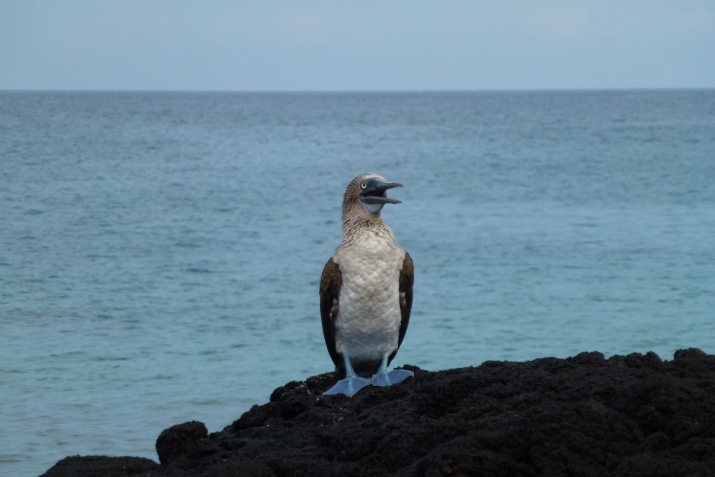 Egy szula Galápagos egyik szigetén (Fotó: Horváth Balázs/Micsoda Turista)