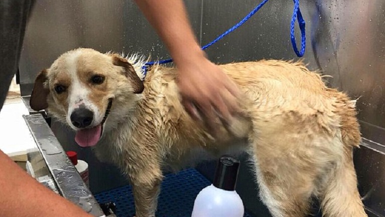 Örökbefogadta a rendőr a kutyát, akit egy tornáchoz kötve talált árvíz idején