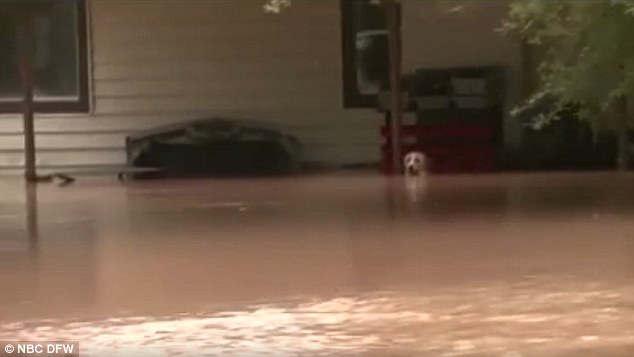 Örökbefogadta a rendőr a kutyát, akit egy tornáchoz kötve talált árvíz idején