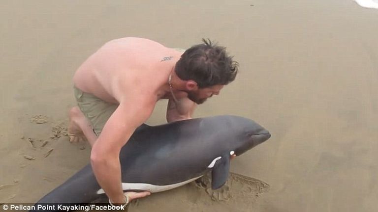 Megmentette a srác a parton talált delfint