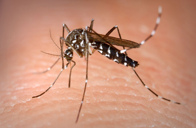 Már Szlovéniában jár a Zika-vírus
