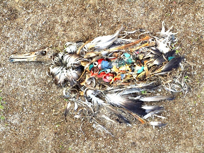 10 szívszorító fotó arról, hogy milyen kegyetlenül bánunk a természet ajándékaival 
