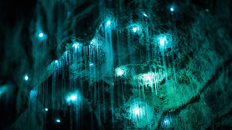 A mágikus barlang több ezer világító féregtől ragyog – fotók | nlc