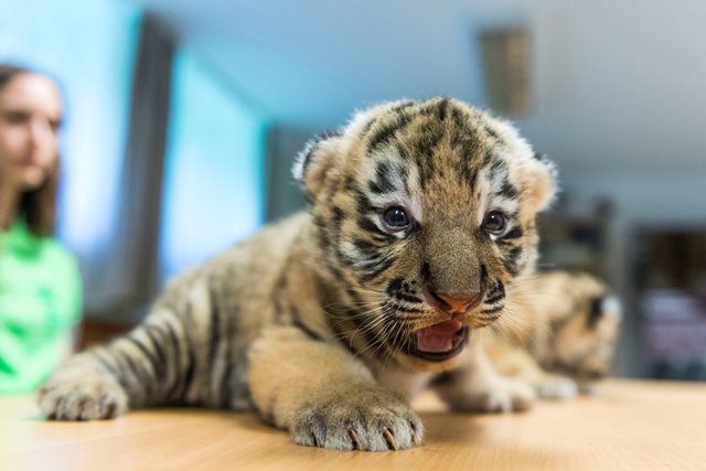 Cuki fotók a Veszprémi állatkert tigriskölykeiről