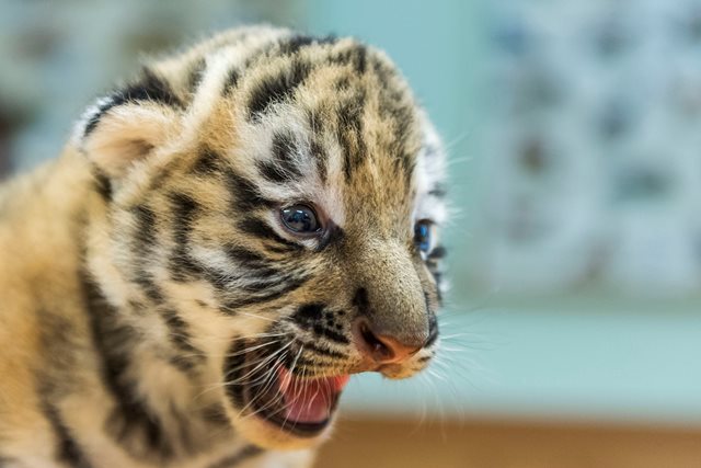 Cuki fotók a Veszprémi állatkert tigriskölykeiről