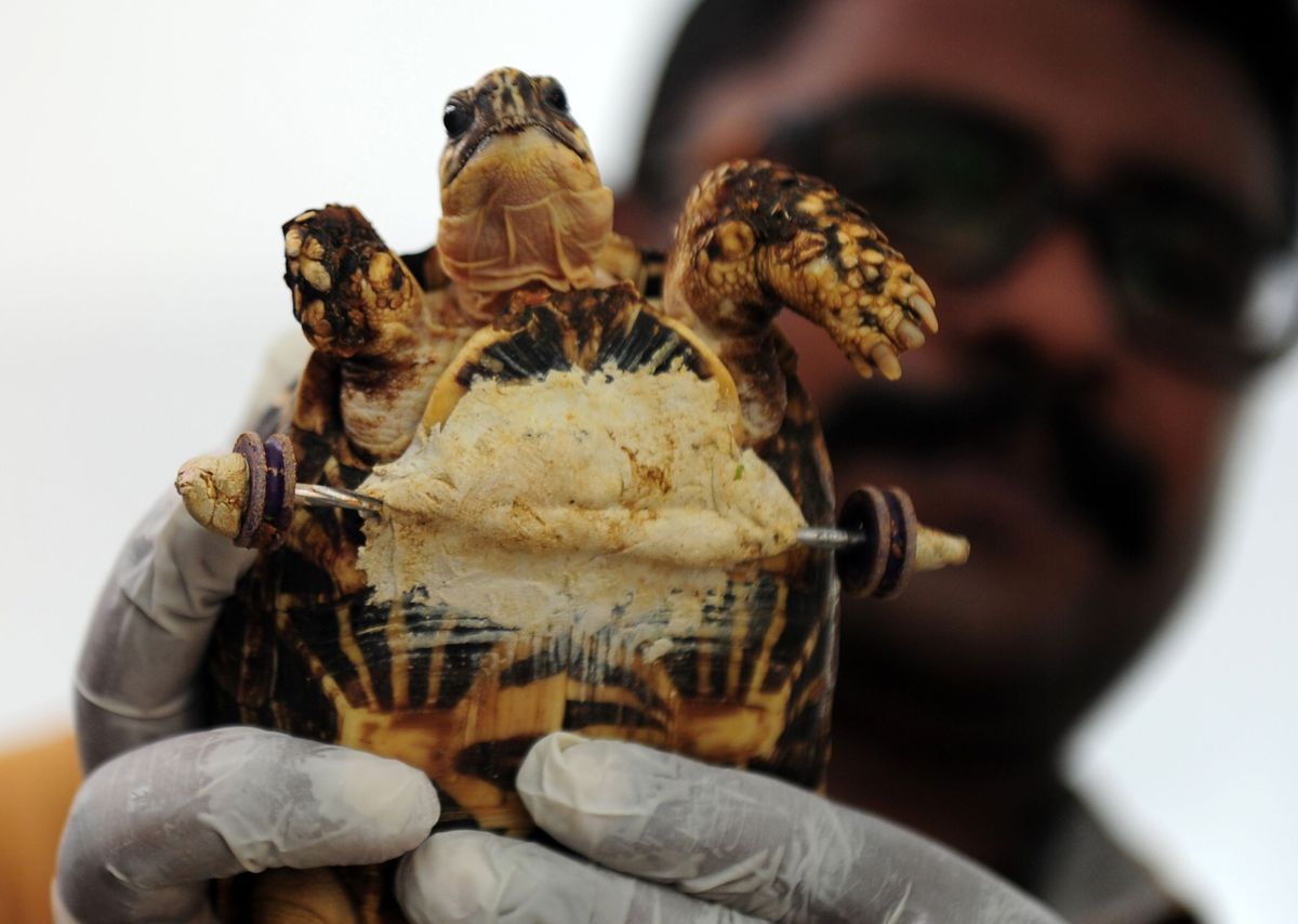 Kerekeken gurulhat újra a sérült teknős