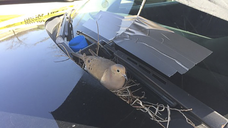 Rendőrautóba fészkelt a madár, de ez a rendőrség szerint egyáltalán nem baj
