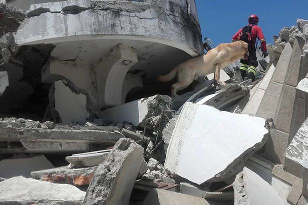 Dayko, az ecuadori mentőkutya végkimerülésig kereste a földrengés túlélőit.