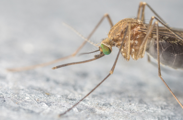 Megtalálhatták a Zika-vírus ellenszerét
