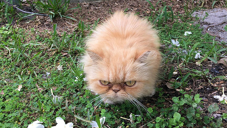 Az internet sztárja a morcos macska, aki annak se örül, hogy örökbefogadták