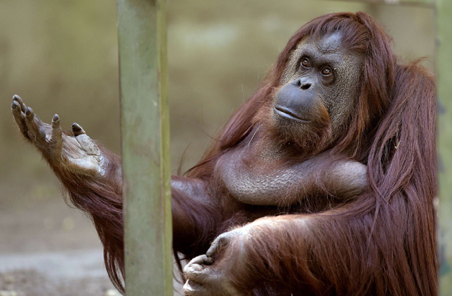Bezárják az állatkínzásról elhíresült állatkertet
