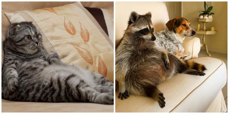 A macska és a mosómedve valójában ugyanaz az állat