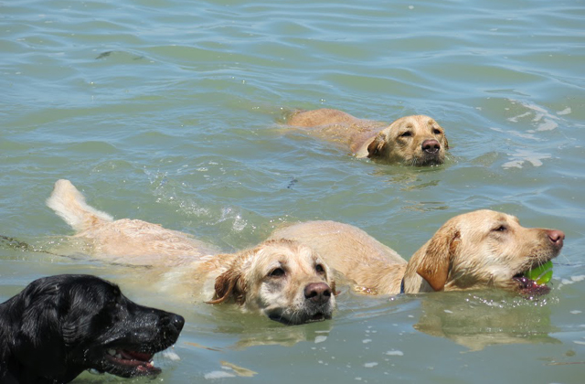 Így pancsolnak a kutyák a fonyódi kutyastrandon - képek