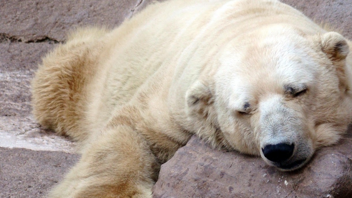 Meghalt Arturo, a világ legszomorúbb jegesmedvéje