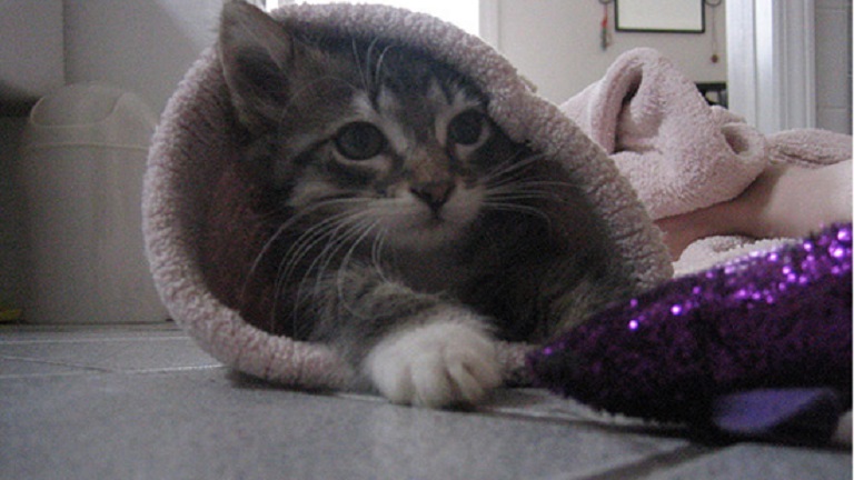 Derítsd ki, hogy mikor született a cicád, és nézd meg a macskahoroszkópját!
