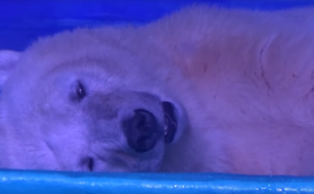 Bevásárlóközpontban raboskodik a világ legszomorúbb jegesmedvéje