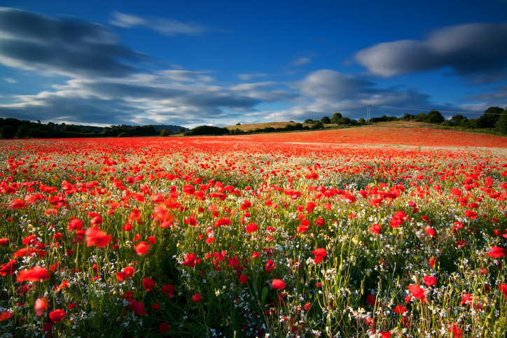A világ 10 legszebb virágszőnyege - csodás fotók